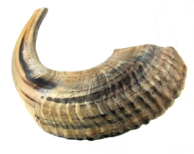 Shofar Size 2