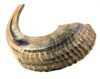 Shofar Size 2